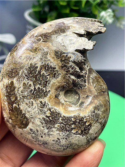 ☆貴重－アンモナイト縫合線オパール化石標本B88U3/78U29B - メルカリ