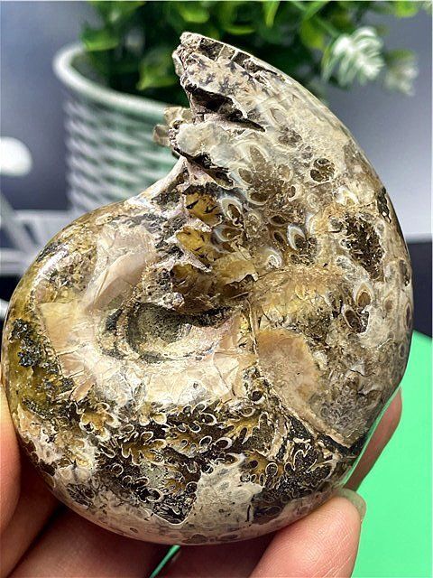 ☆貴重－アンモナイト縫合線オパール化石標本B88U3/78U29B - メルカリ