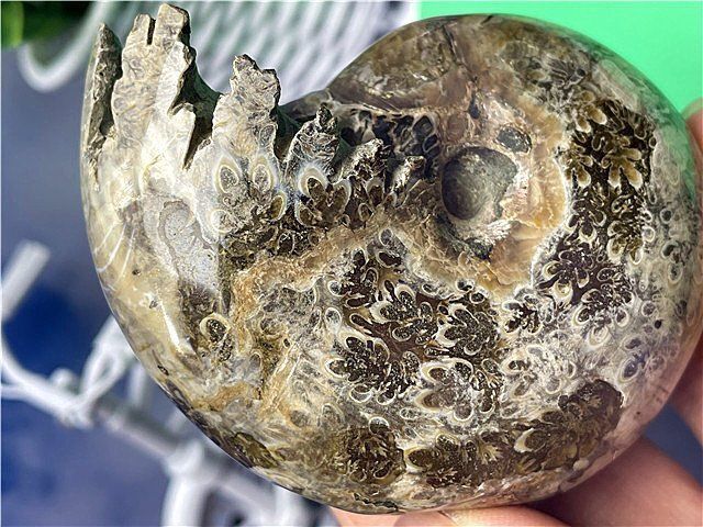 ☆貴重－アンモナイト縫合線オパール化石標本B88U3/78U29B - メルカリ