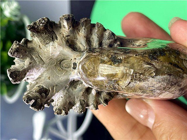 ☆貴重－アンモナイト縫合線オパール化石標本B88U3/78U29B - メルカリ