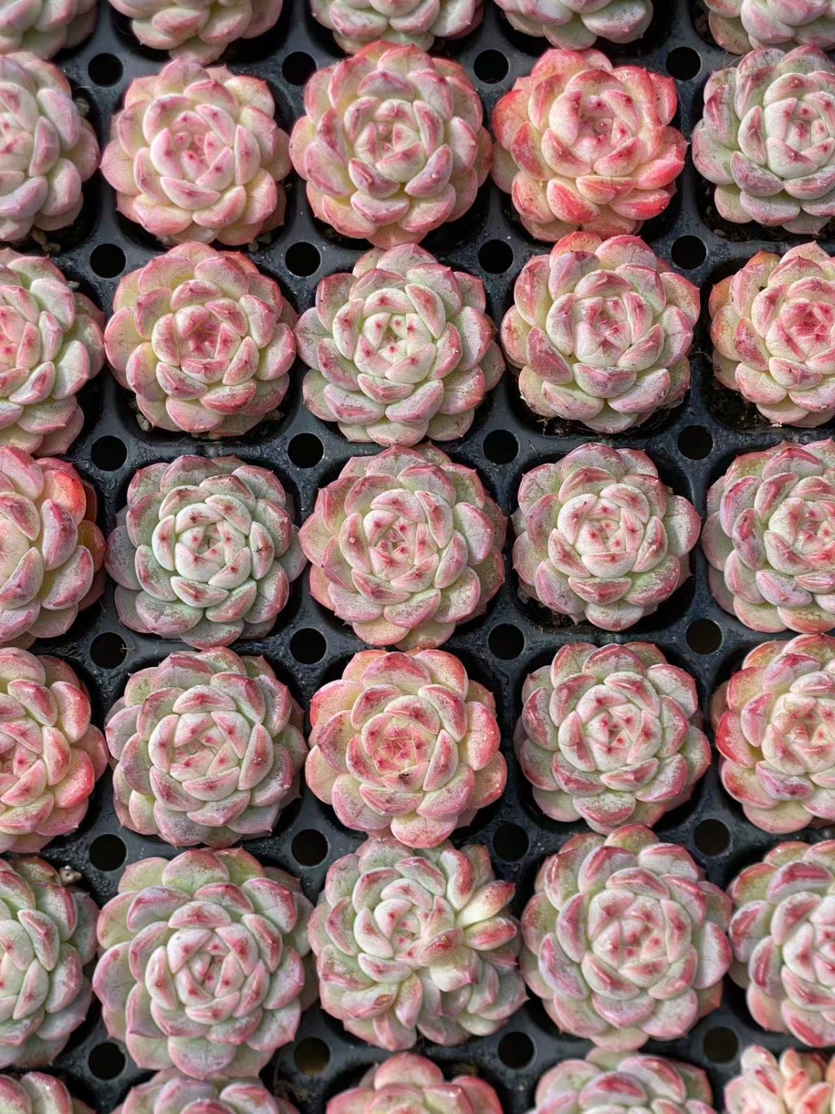 オープン記念セール ジェニー 72苗セット 土・根付き 美苗 エケベリア