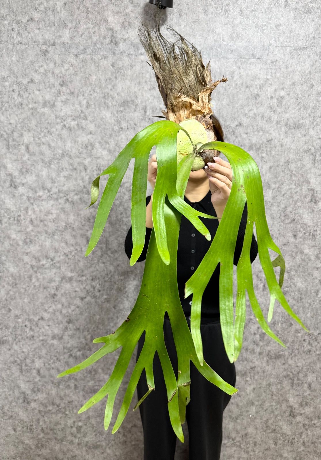 ▽P.willinckii Wild East Java▽ B71 ウィリンキー ワイルド イースト