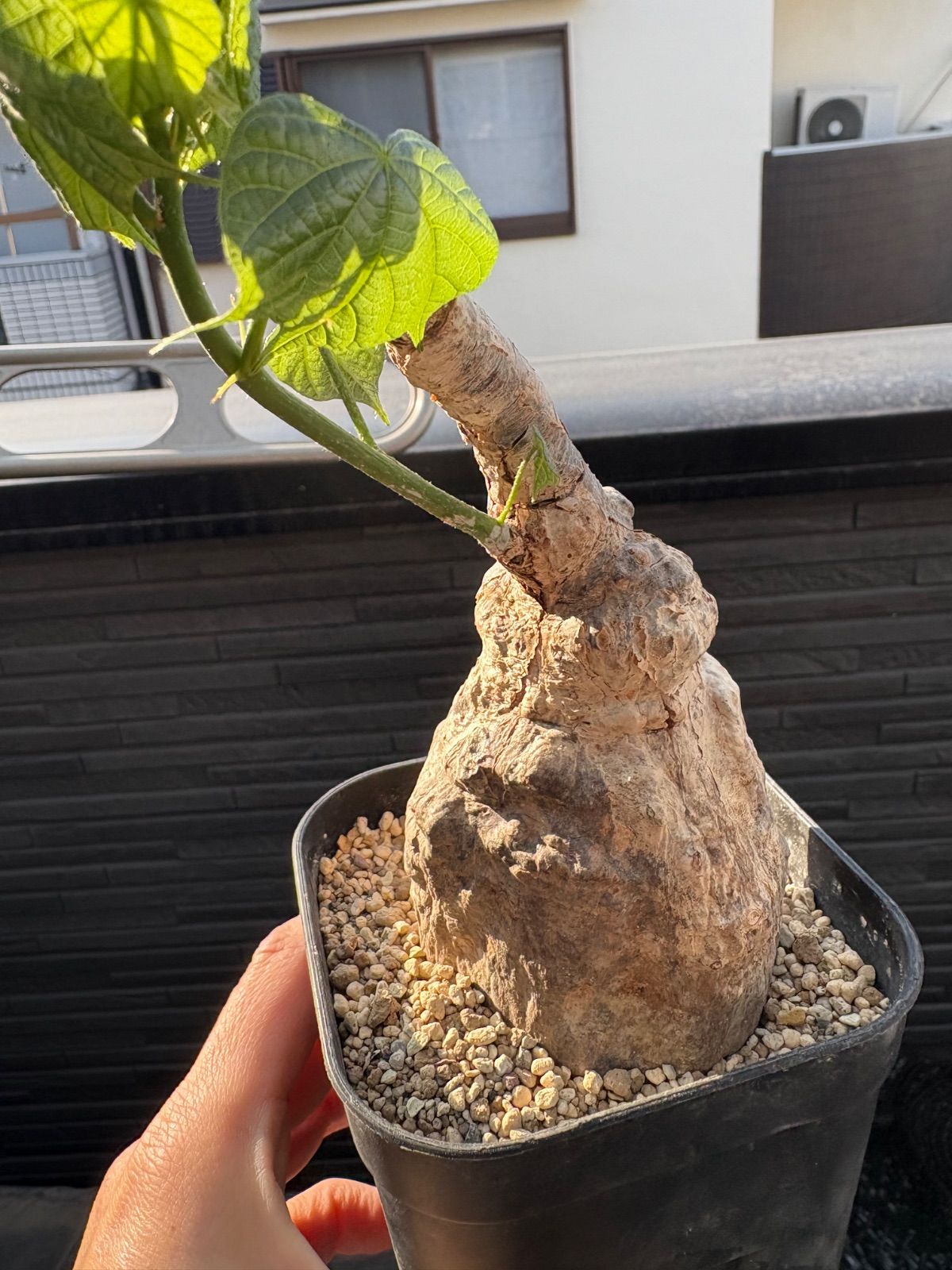 希少 超レア 塊根植物 firmiana colorata フィルミアナ ・コロラータ