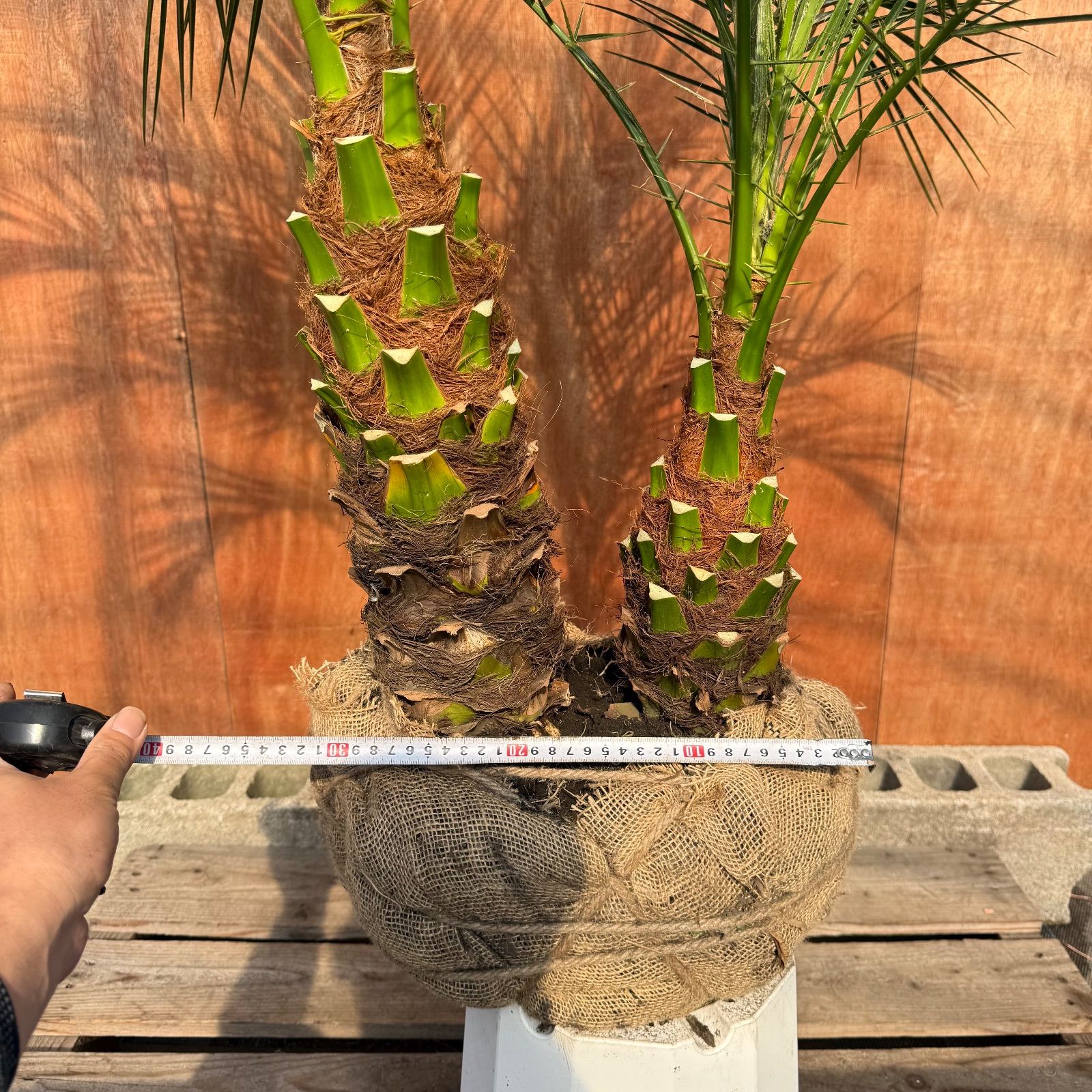 限定株】フェニックス・ロベレニー🌴 2本立ち 希少な極太幹✨ 葉先約