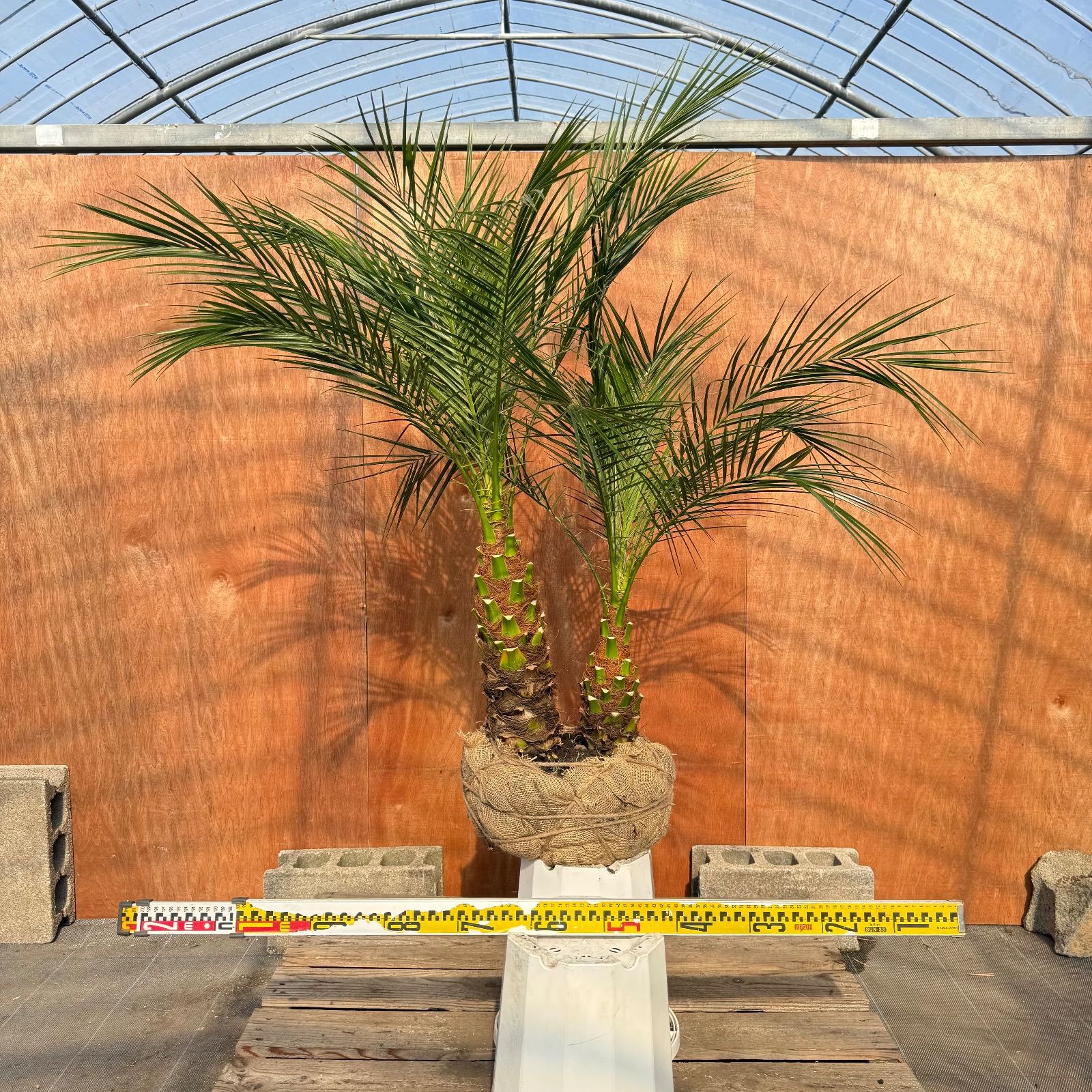 限定株】フェニックス・ロベレニー🌴 2本立ち 希少な極太幹✨ 葉先約