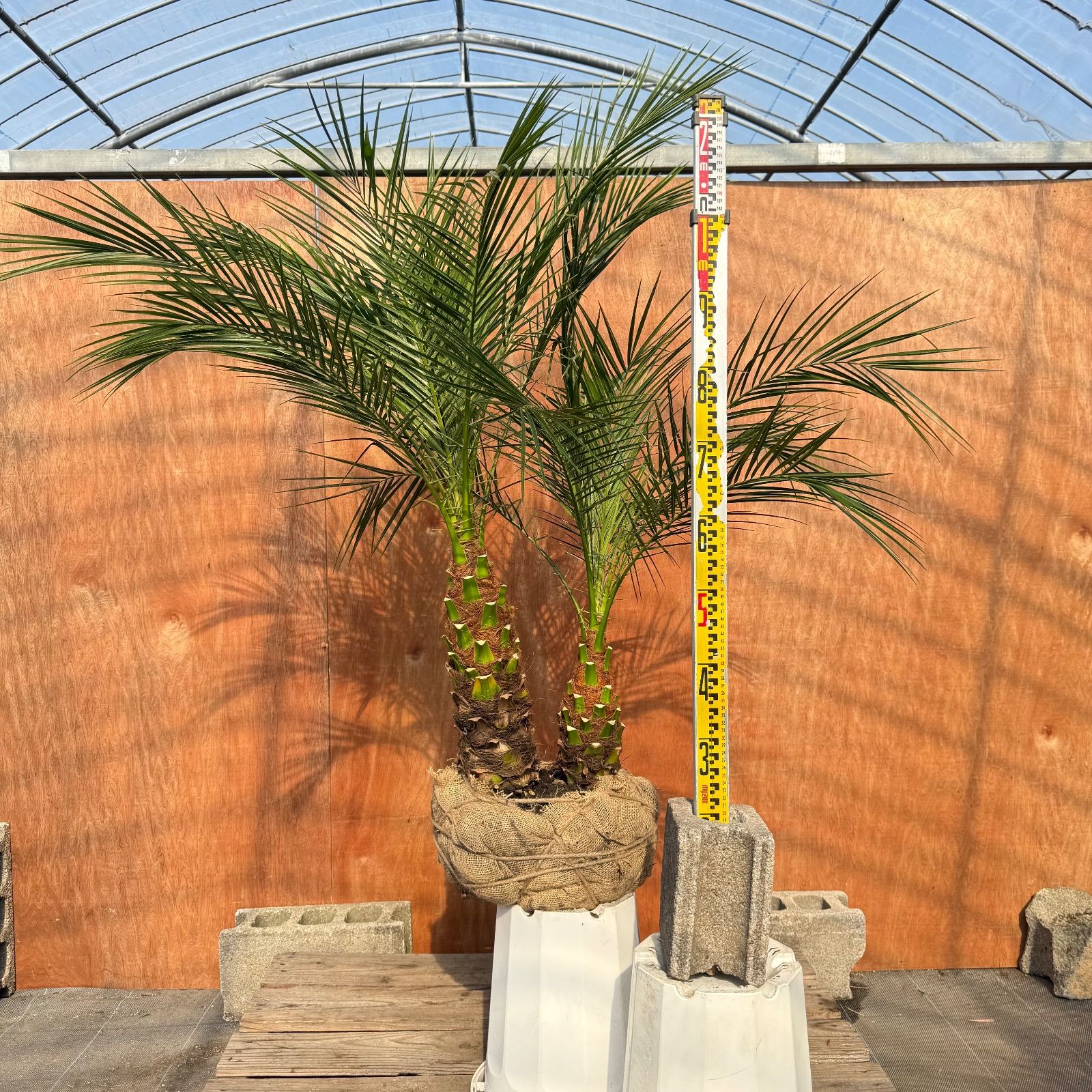 限定株】フェニックス・ロベレニー🌴 2本立ち 希少な極太幹✨ 葉先約