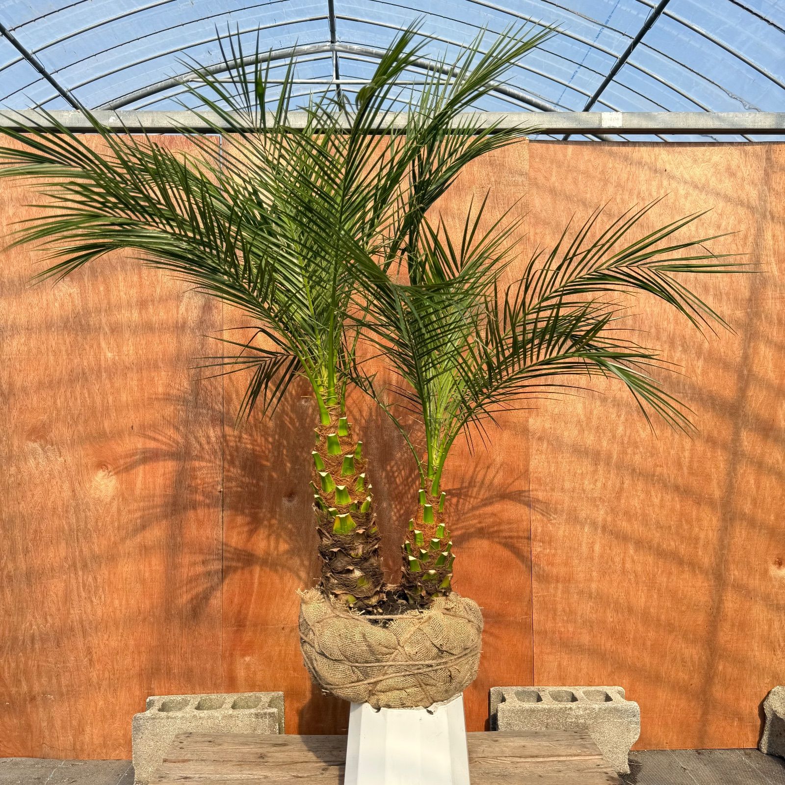 限定株】フェニックス・ロベレニー🌴 2本立ち 希少な極太幹✨ 葉先約