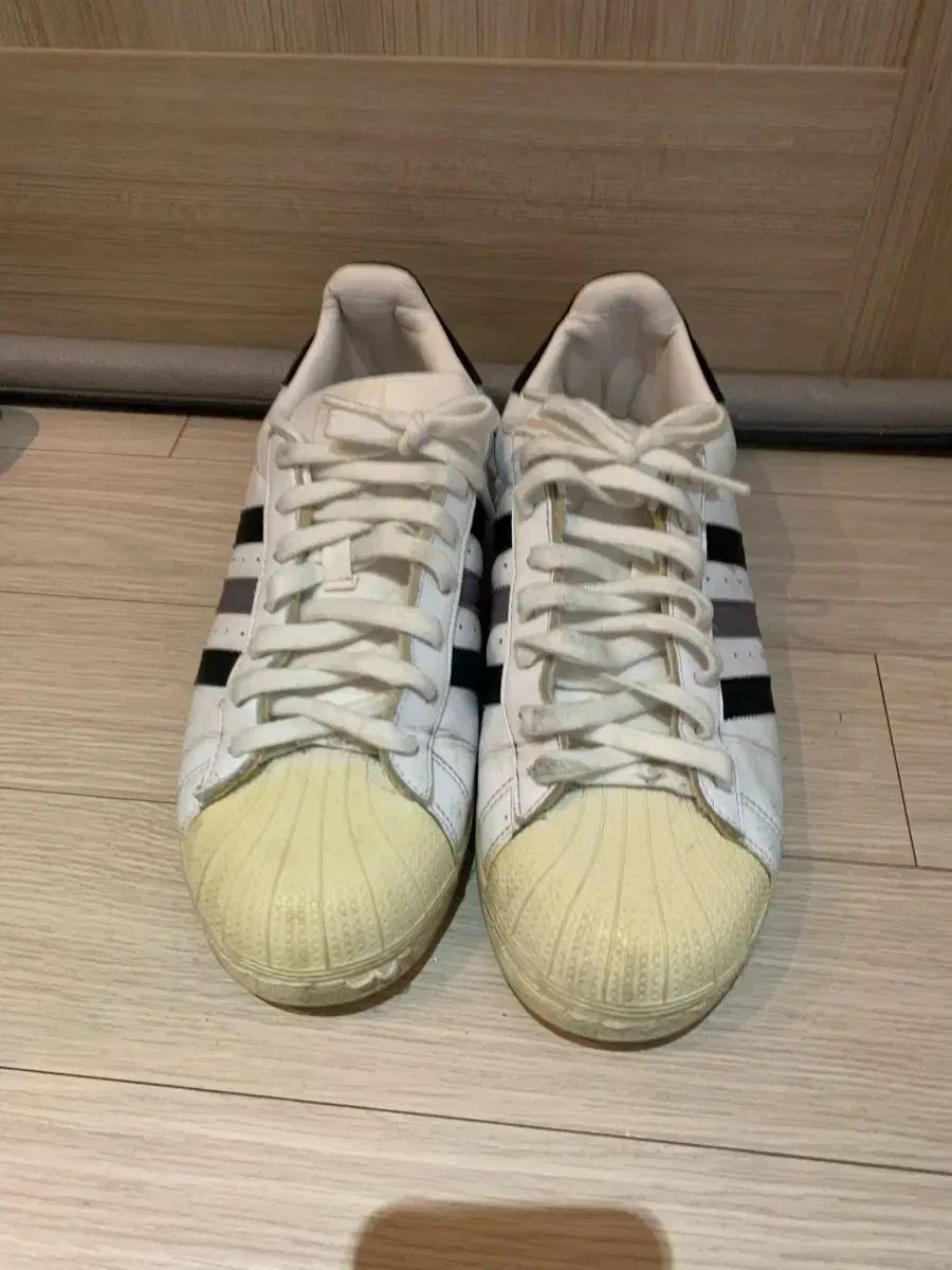 新海智也 いっしょに遊ぼ シーズーうよ