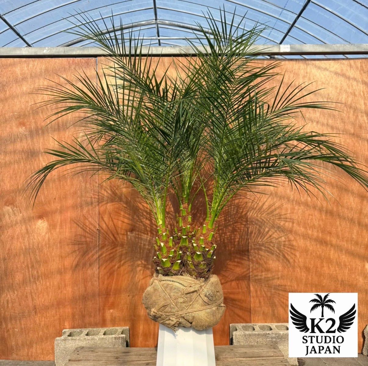 株 フェニックス ロベレニー? 3本立ち な 太幹 葉先約110 cm 美樹形シンボルツリー?