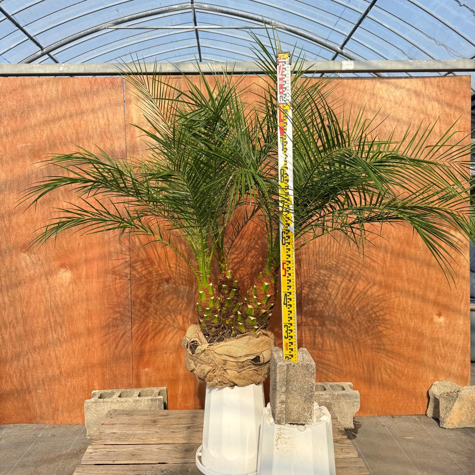 限定株】フェニックス・ロベレニー 3本立ち 希少な極太幹✨ 小売業者