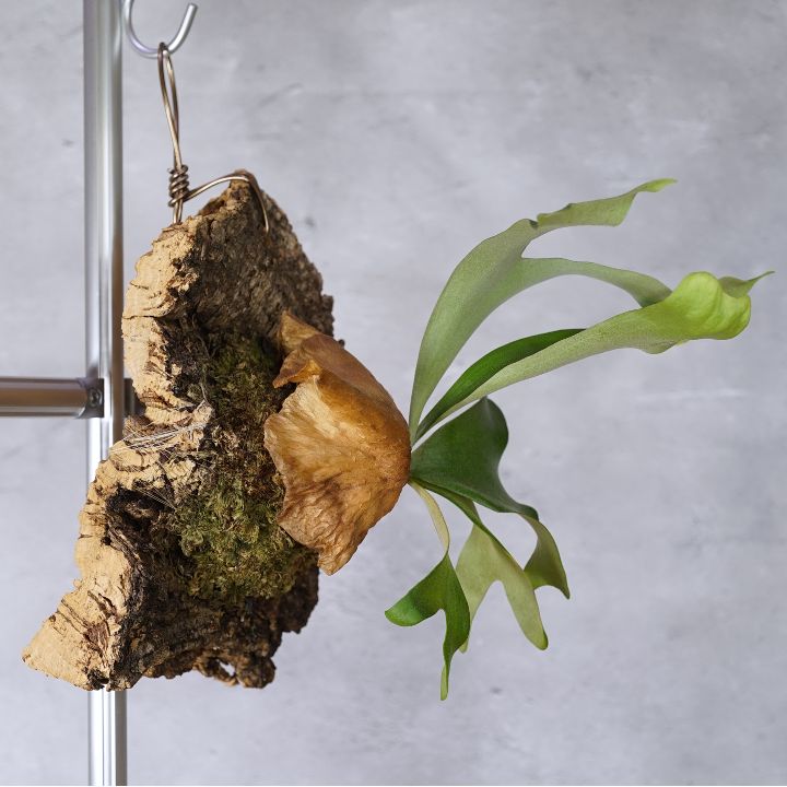 ビカクシダ コルク付け 2種セット AoLem001 - メルカリ