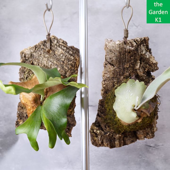 ビカクシダ コルク付け 2種セット AoLem001 - メルカリ