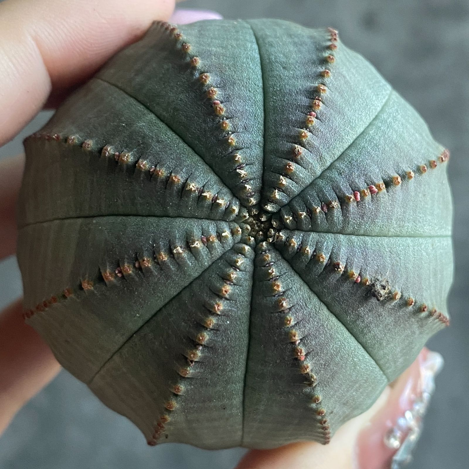 ぽ*ん様 B15843★オークション★ 超巨大7cm株！ユーフォルビア オベサ B15804☆大特価☆ 超巨大株 ユーフォルビア オベサ - メルカリ