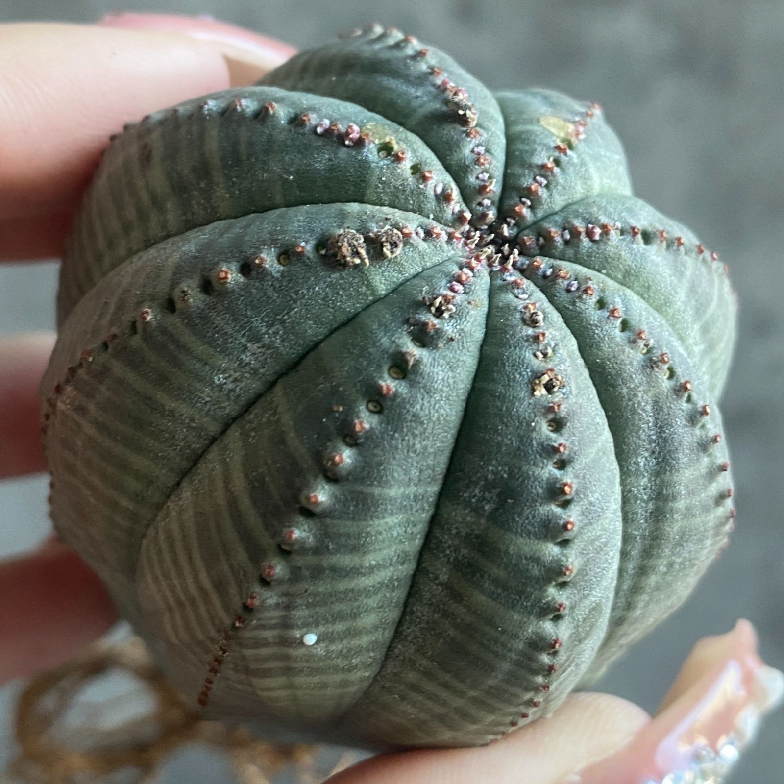 B15811☆大特価☆ 超巨大株 ユーフォルビア オベサ - メルカリ