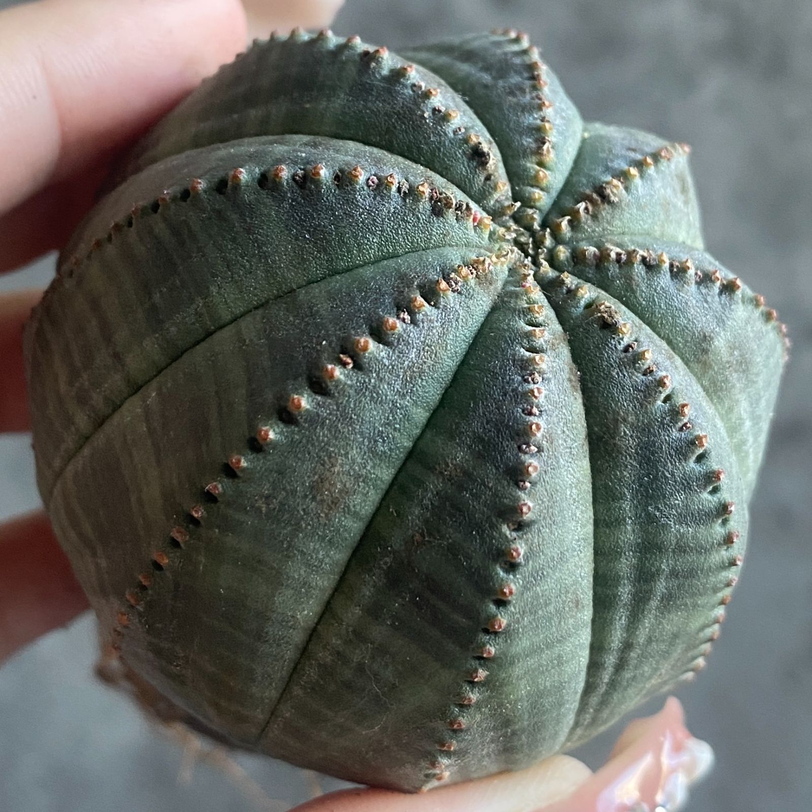 B15813☆大特価☆ 超巨大株 ユーフォルビア オベサ - メルカリ