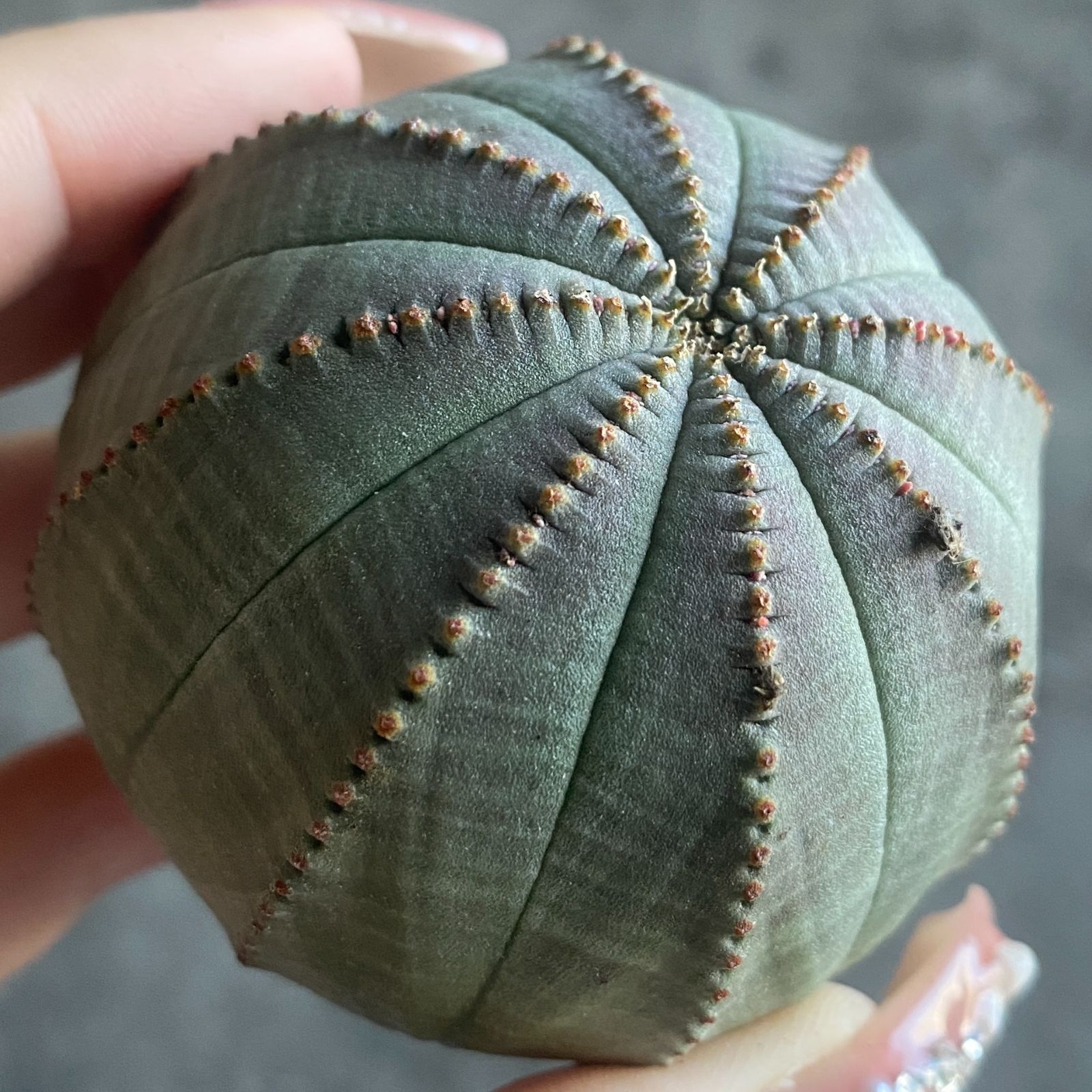 B15804☆大特価☆ 超巨大株 ユーフォルビア オベサ - メルカリ