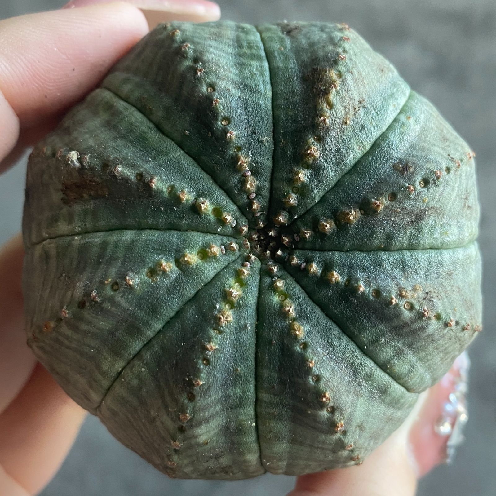 代*徳様 B10697★オークション★ 超巨大9cm株！ユーフォルビア オベサ 代*徳様 B10697☆オークション☆ 超巨大9cm株！ユーフォルビア オベサ