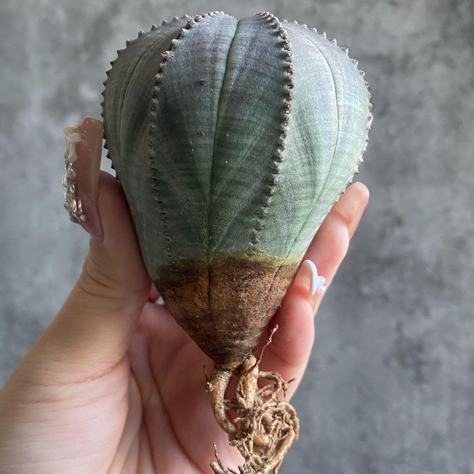 か*ず様 B13928★オークション★ 超巨大12cm株！ユーフォルビア オベサ B15809☆大特価☆ 超巨大株 ユーフォルビア オベサ - メルカリ