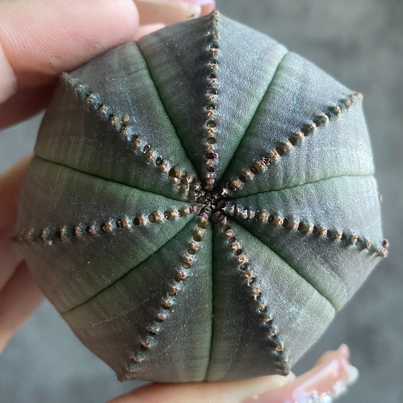 B15809☆大特価☆ 超巨大株 ユーフォルビア オベサ - メルカリ