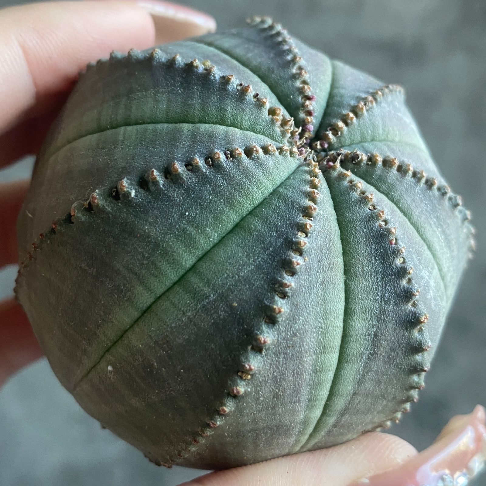 B15809☆大特価☆ 超巨大株 ユーフォルビア オベサ - メルカリ