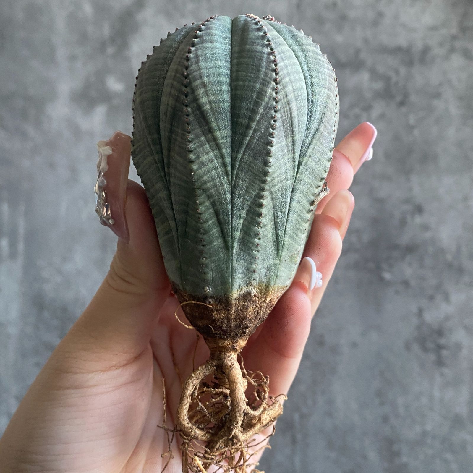 B15811☆大特価☆ 超巨大株 ユーフォルビア オベサ - メルカリ