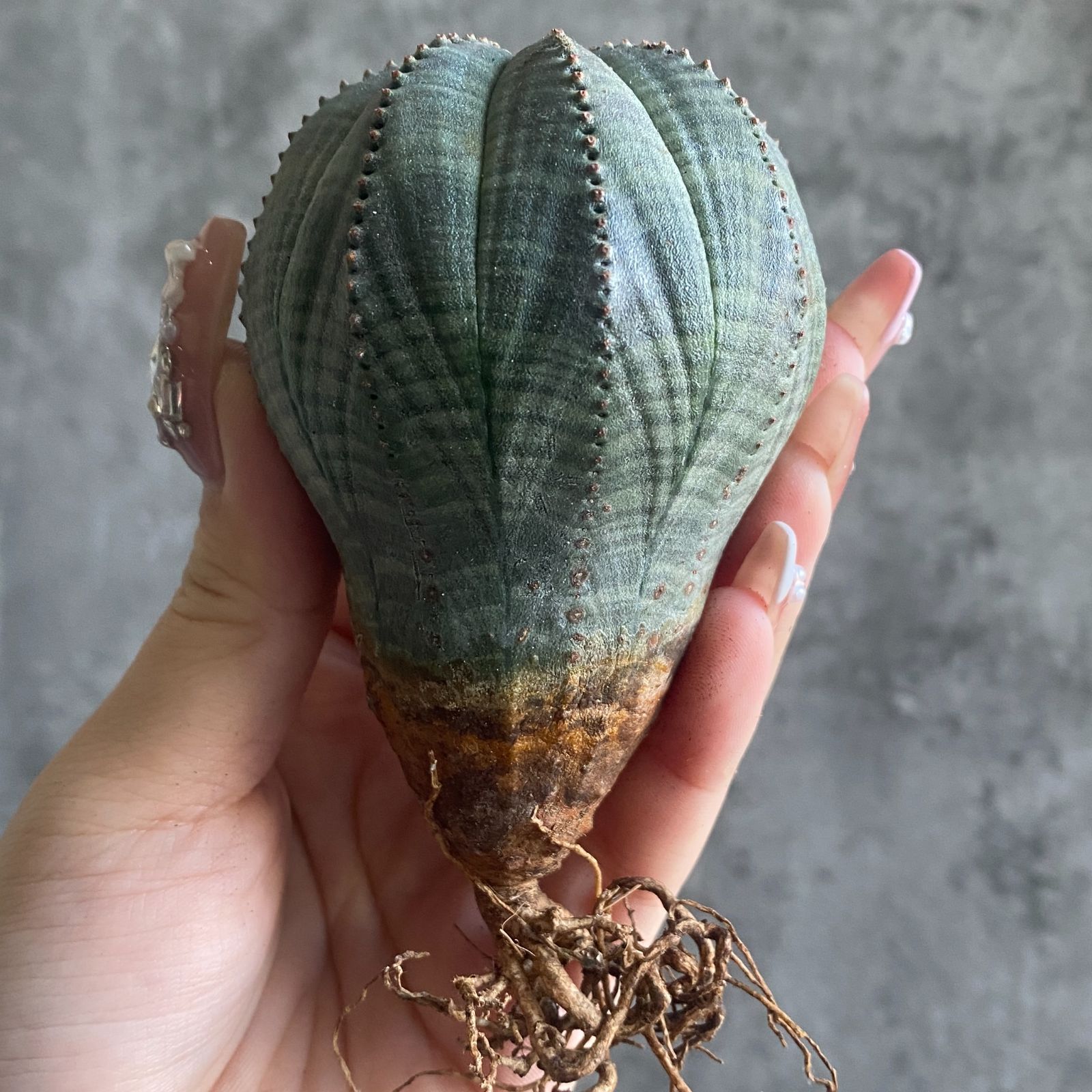 B15813☆大特価☆ 超巨大株 ユーフォルビア オベサ - メルカリ