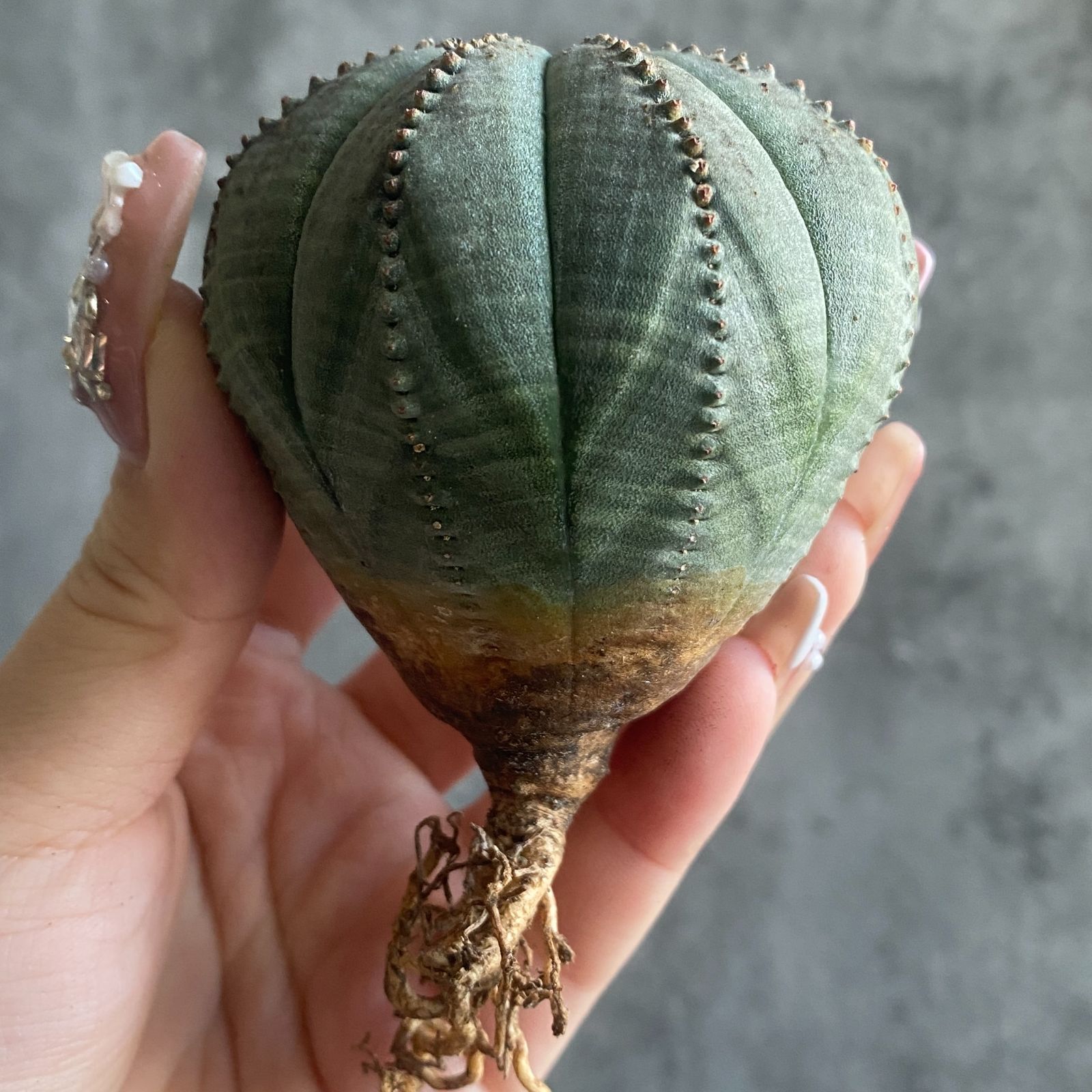 B15814☆大特価☆ 超巨大株 ユーフォルビア オベサ - メルカリ