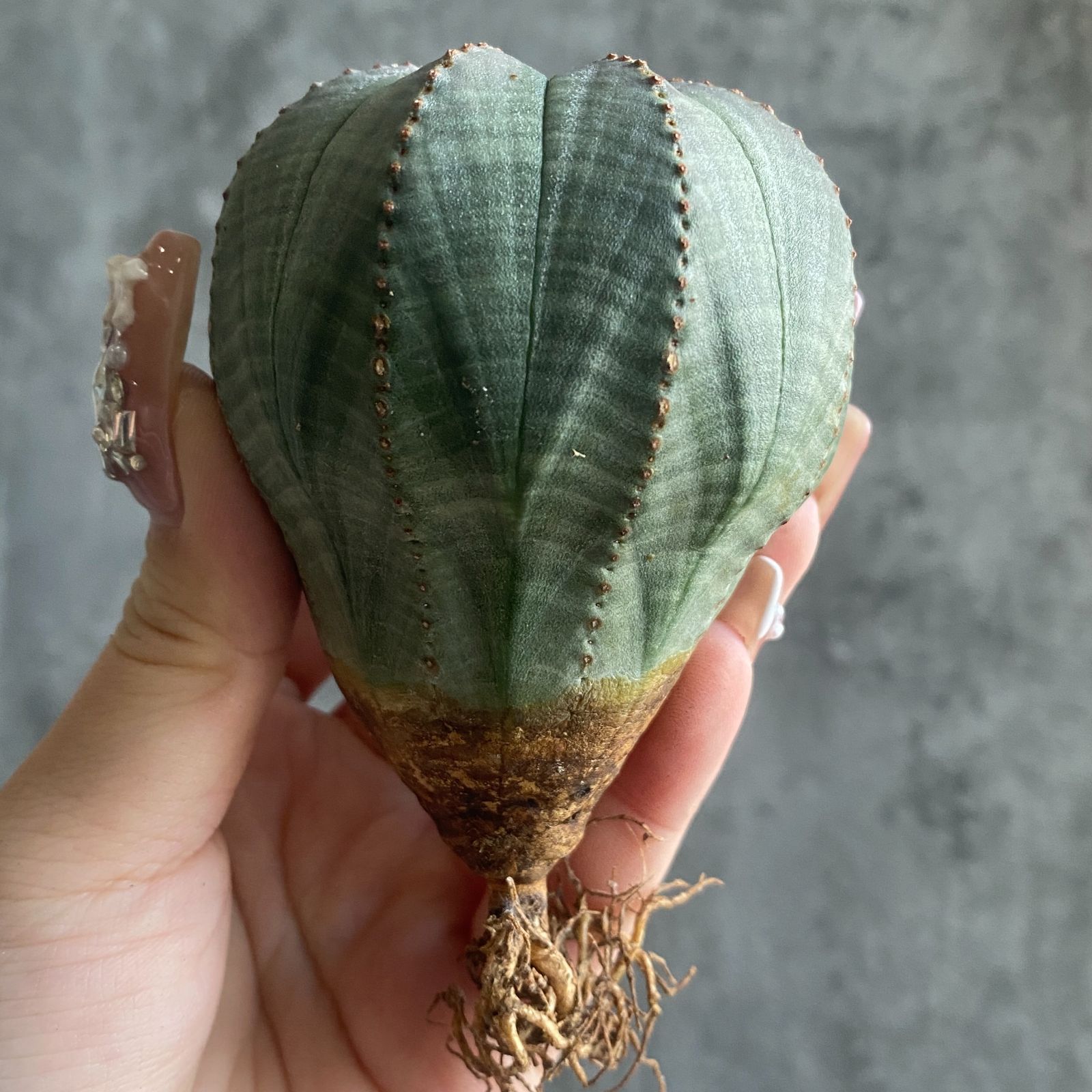 B15817☆大特価☆ 超巨大株 ユーフォルビア オベサ - メルカリ