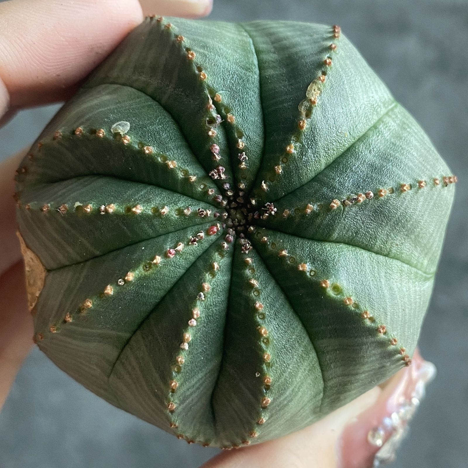 B15819☆大特価☆ 超巨大株 ユーフォルビア オベサ - メルカリ