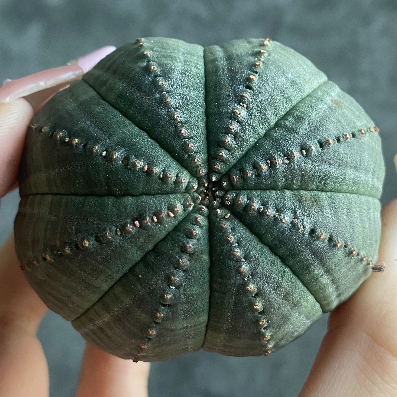 B15820☆大特価☆ 超巨大株 ユーフォルビア オベサ - メルカリ B15820☆大特価☆ 超巨大株 ユーフォルビア オベサ - メルカリ