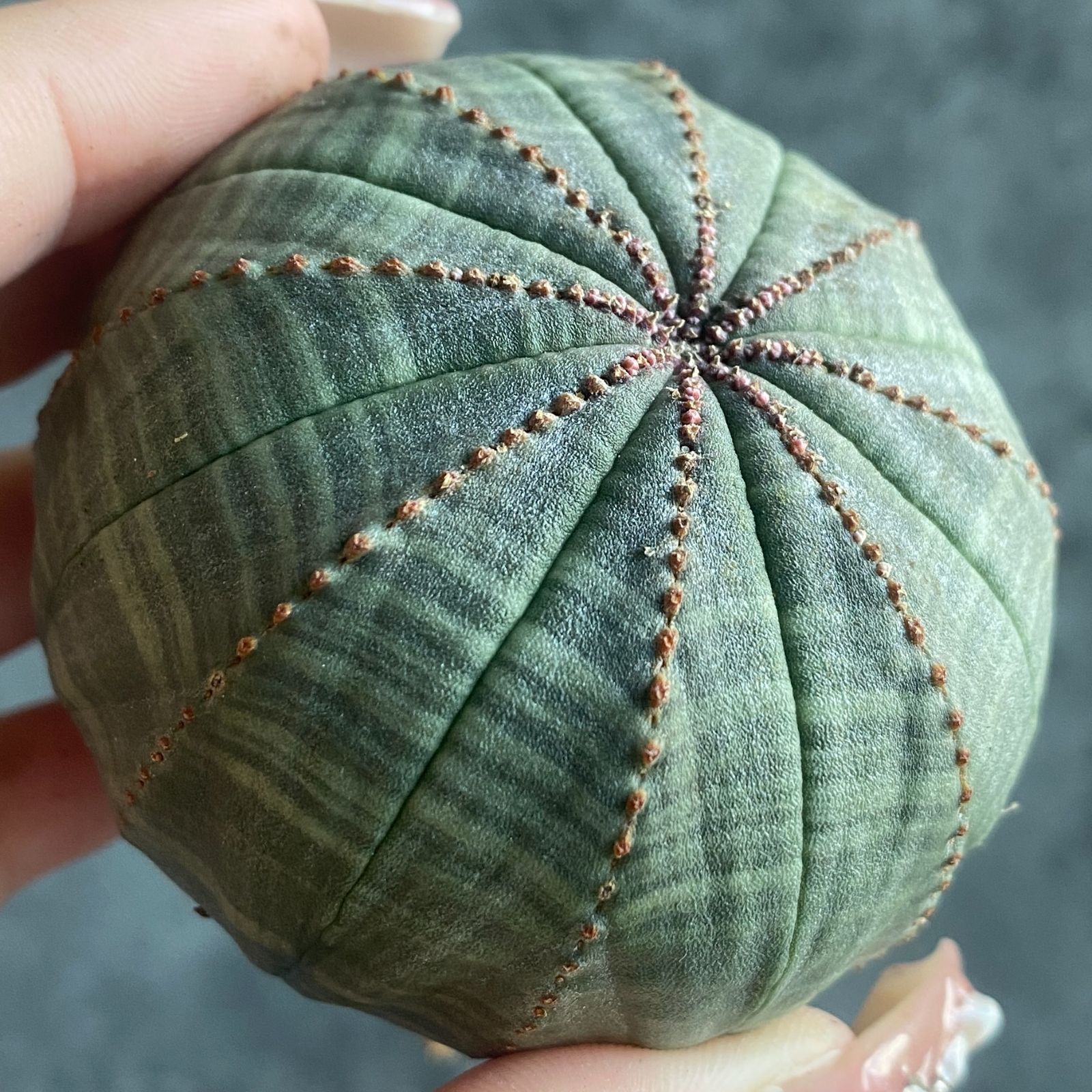 B15823☆大特価☆ 超巨大株 ユーフォルビア オベサ - メルカリ