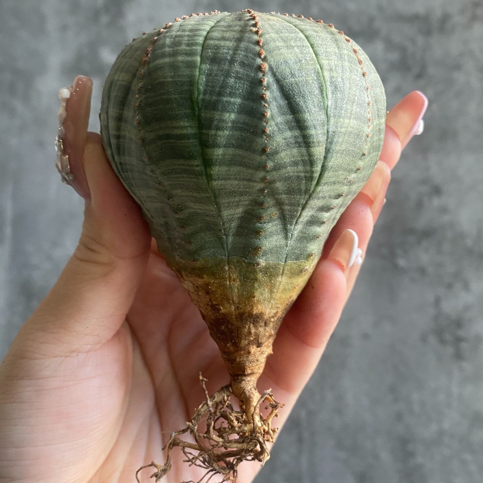 B15823☆大特価☆ 超巨大株 ユーフォルビア オベサ - メルカリ