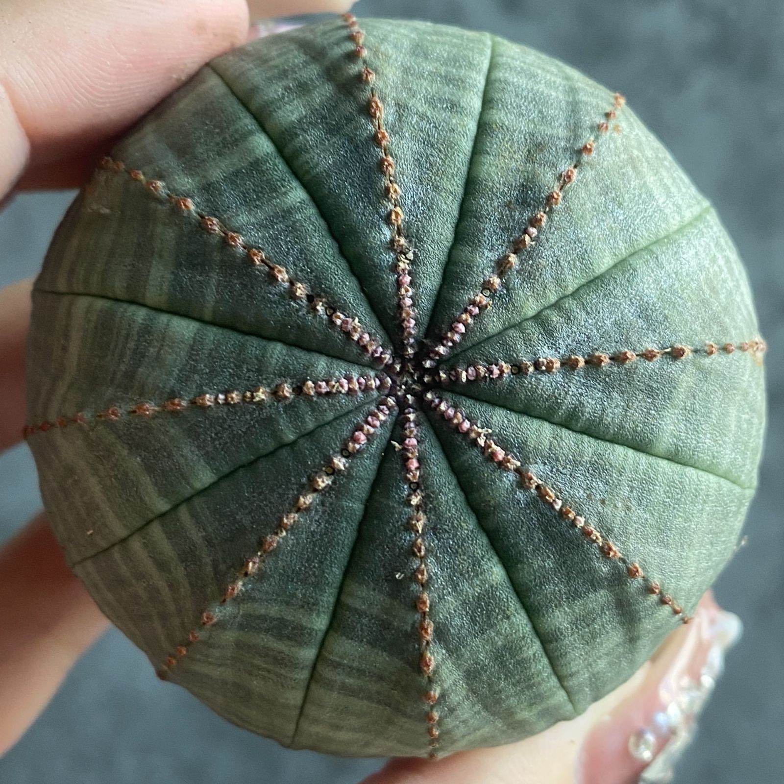 B15823☆大特価☆ 超巨大株 ユーフォルビア オベサ - メルカリ