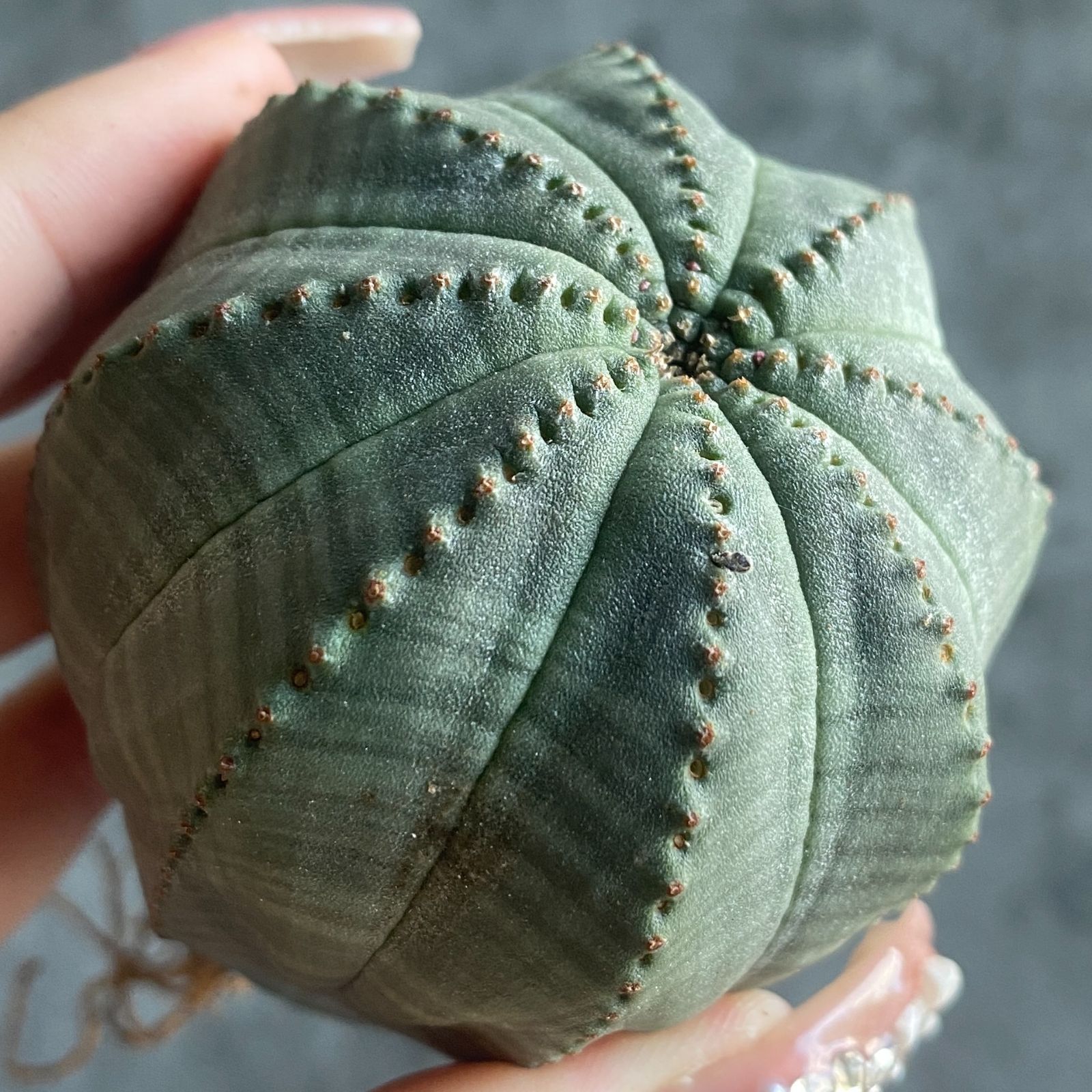 B15825☆大特価☆ 超巨大株 ユーフォルビア オベサ - メルカリ