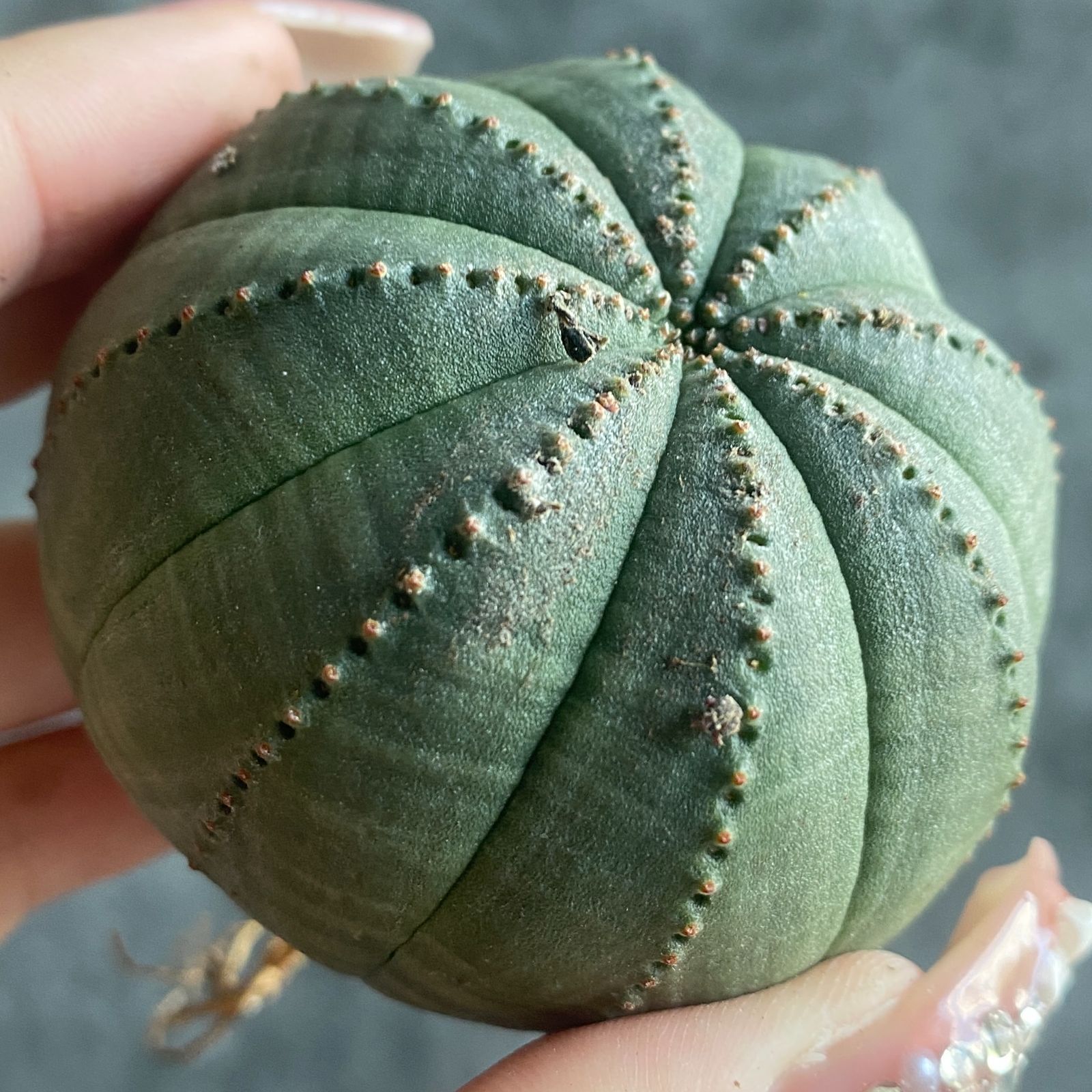 B15826☆大特価☆ 超巨大株 ユーフォルビア オベサ - メルカリ