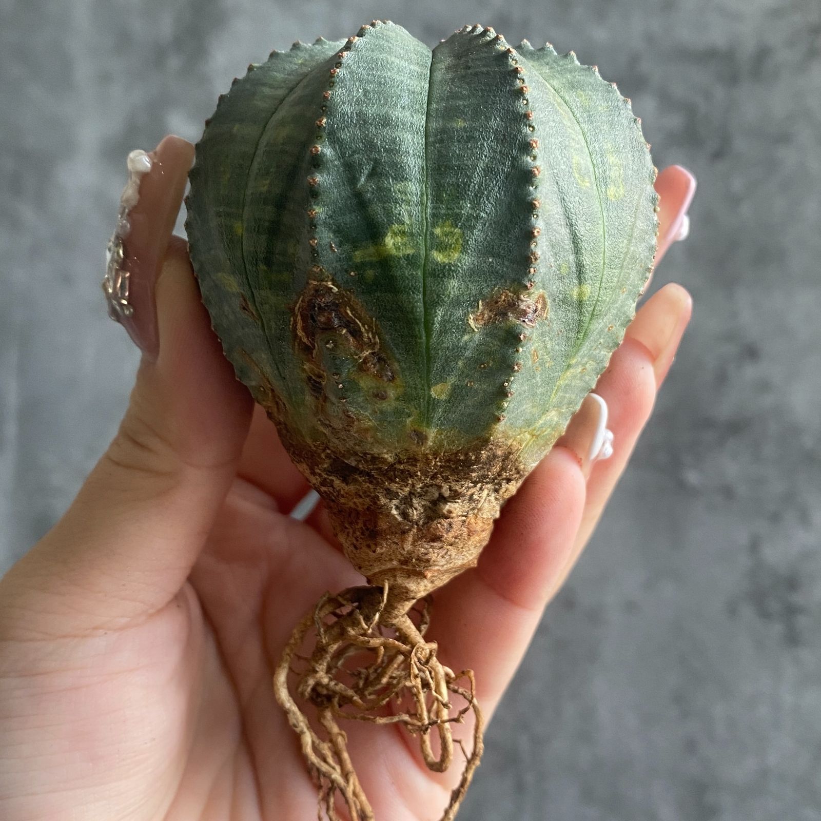 B15827☆大特価☆ 超巨大株 ユーフォルビア オベサ - メルカリ