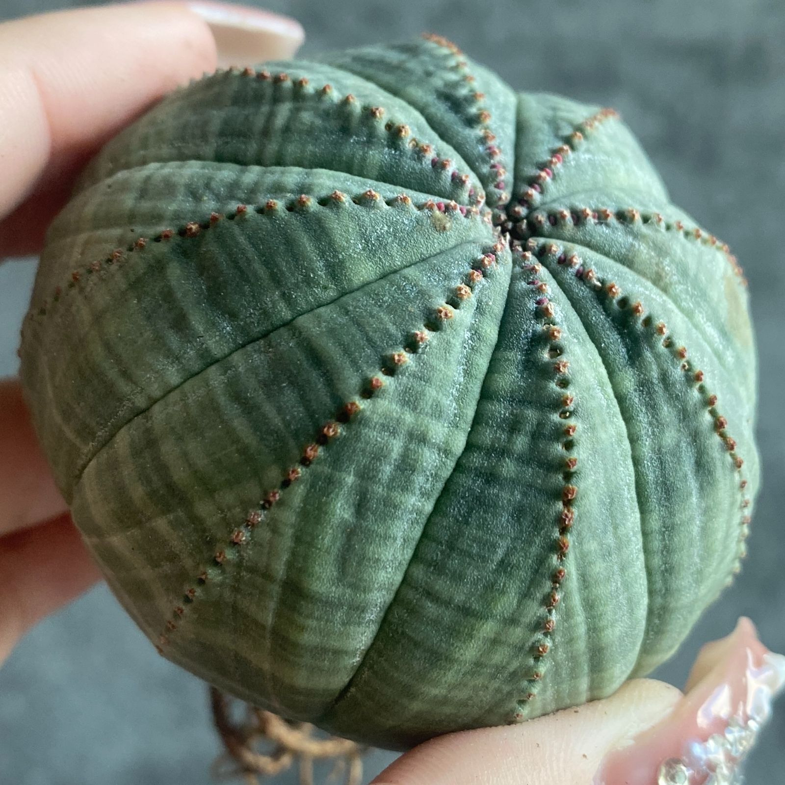 B15828☆大特価☆ 超巨大株 ユーフォルビア オベサ - メルカリ