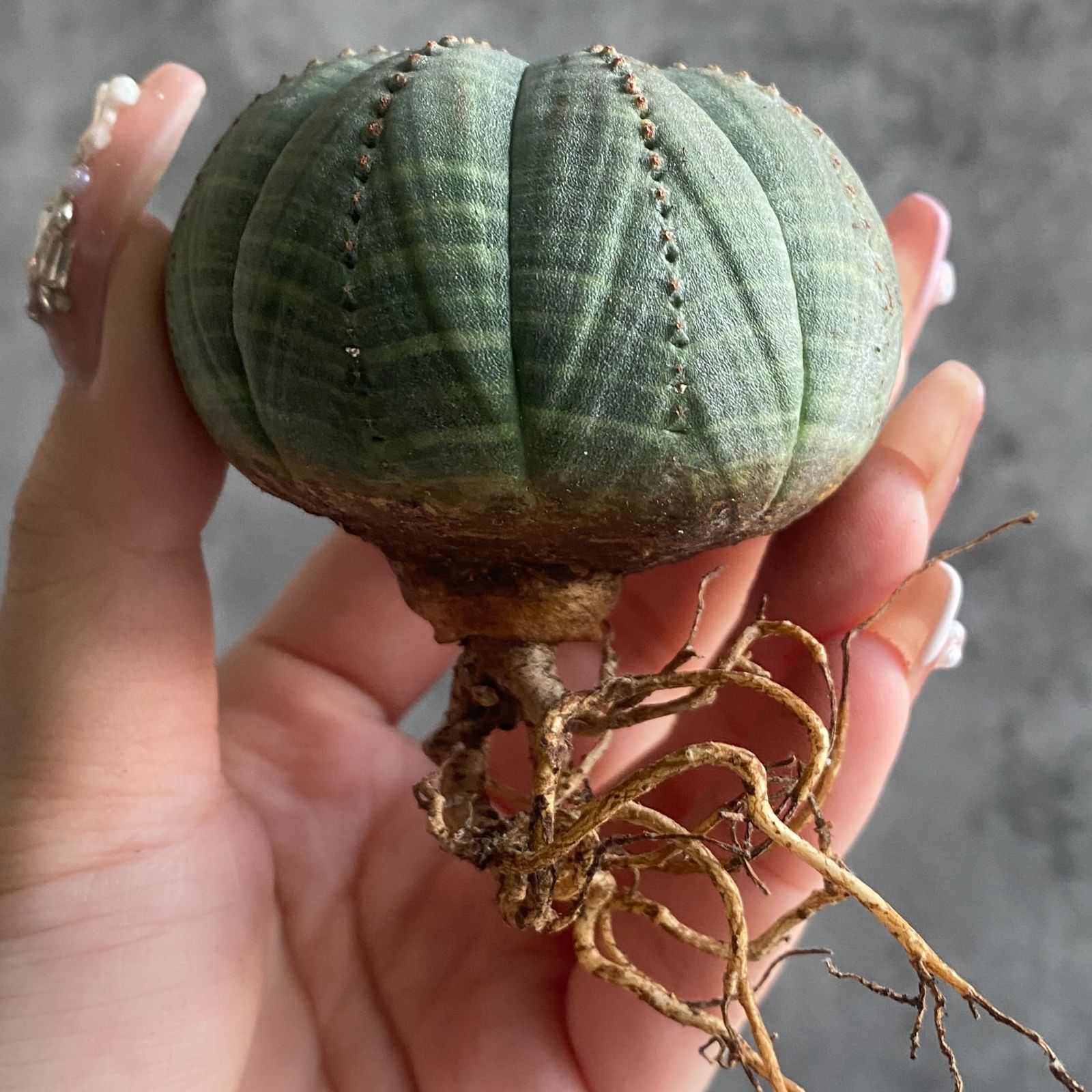 ローラアシュレイ ガラスシェード シャンデリア アンティーク