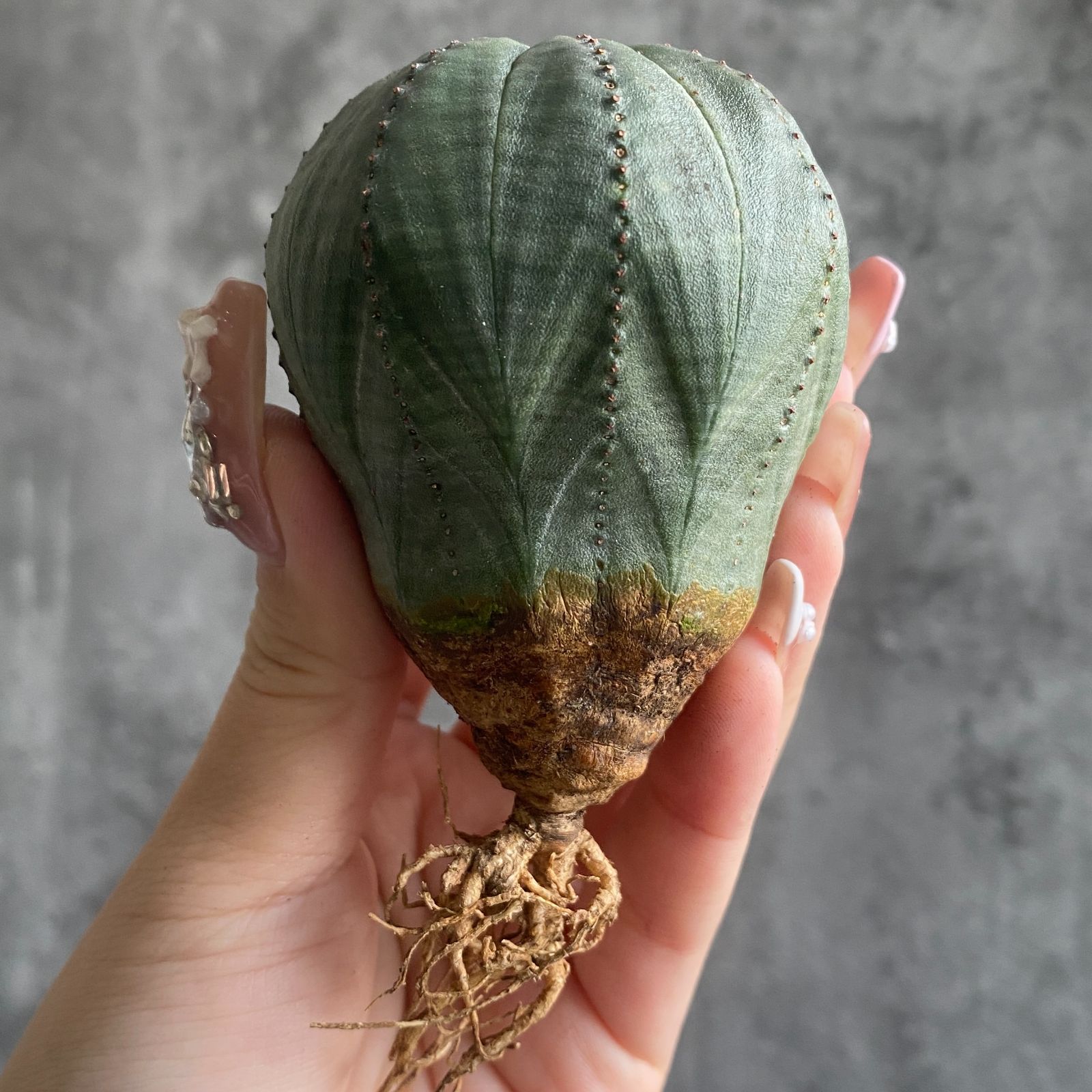 特大 美株 ユーフォルビア オベサ 大きいサイズ】美形 ユーフォルビア・オベサ - HANS 多肉植物と