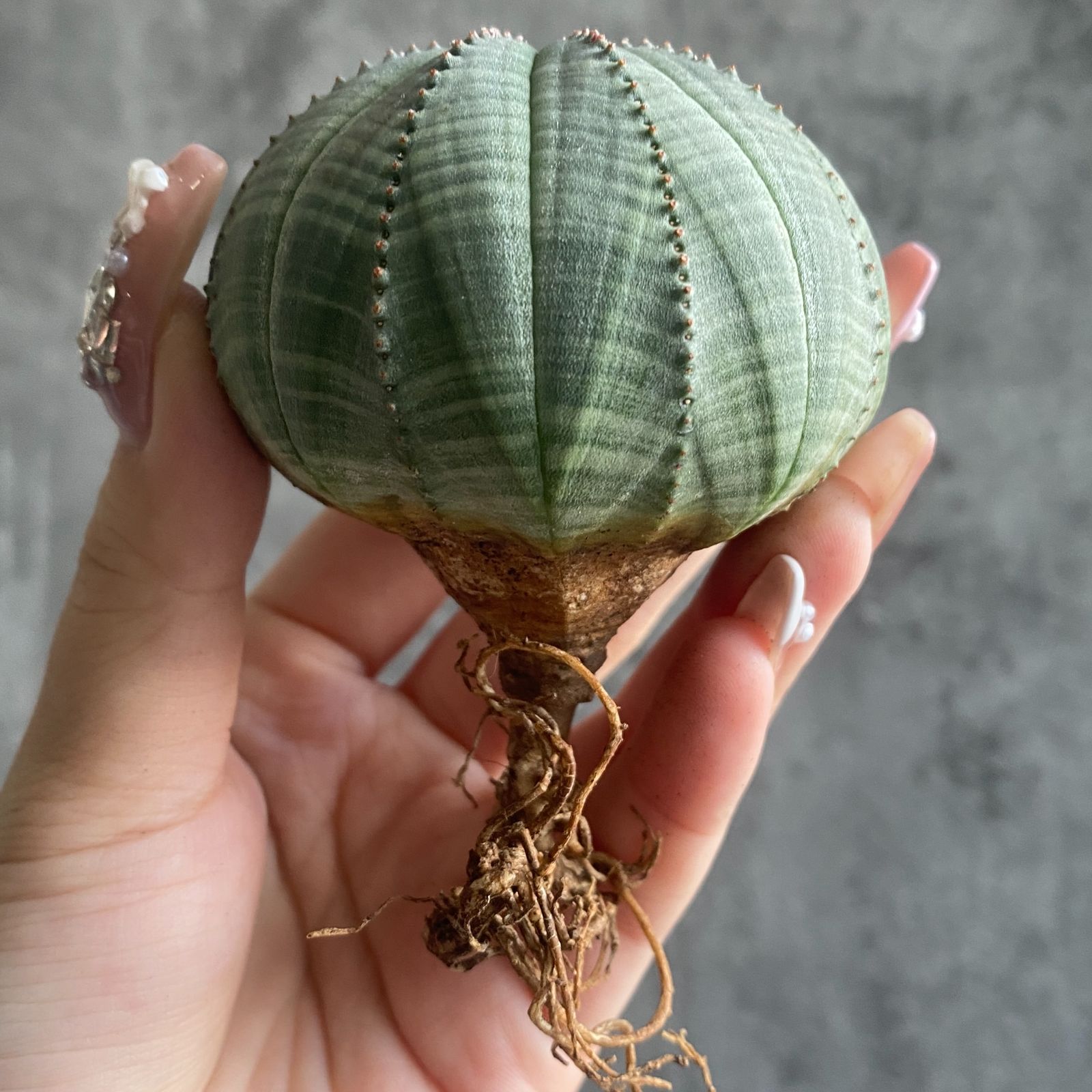 B15833☆大特価☆ 超巨大株 ユーフォルビア オベサ - メルカリ