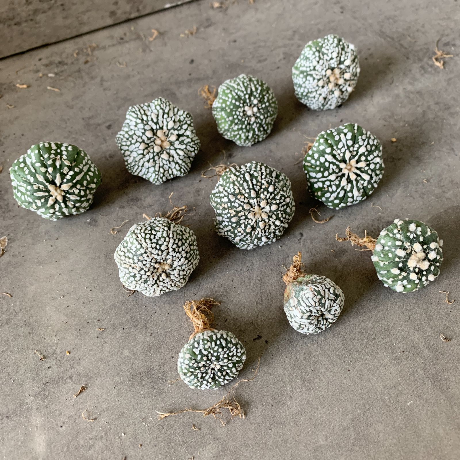 国内実生　スーパー兜×花園兜　温室管理（全幅10cm×全高7cm）特大株 4694ba217ecfd1493c9e3567ee73b0