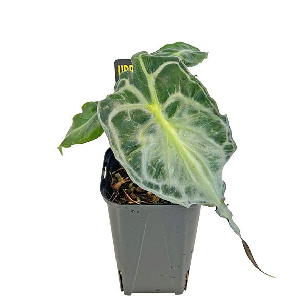 アロカシア 良い ヴェノム 3号 アーバンジャングル Urban Jungle