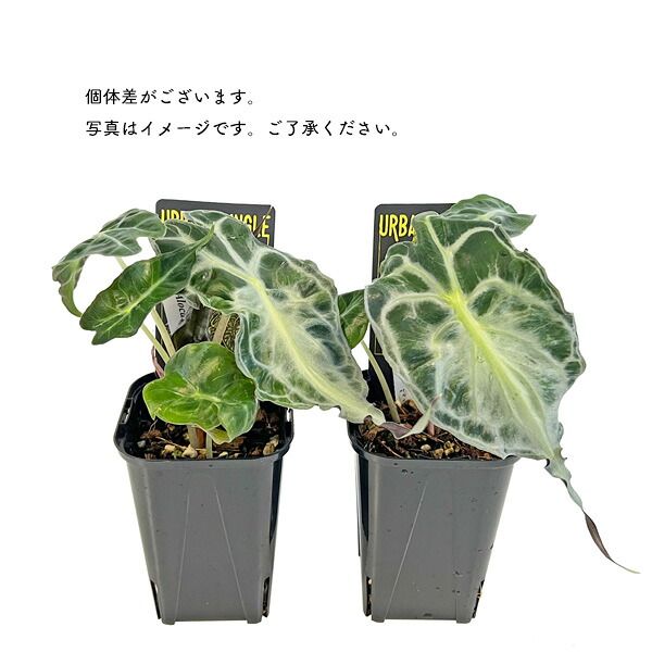 【URBAN JUNGLE】アロカシア ベノム ヴェノム アロカシア ヴェノム 3号 アーバンジャングル Urban Jungle Alocasia