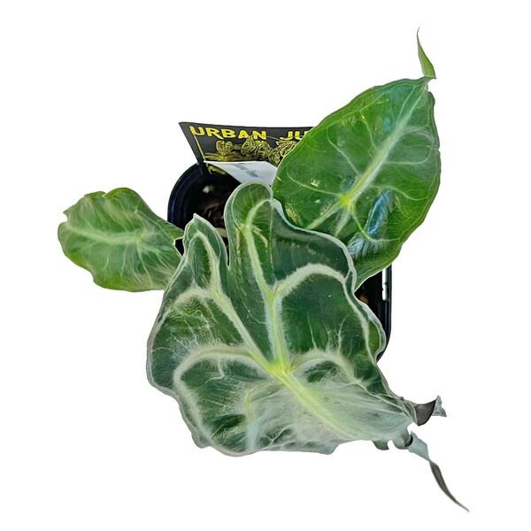 アロカシア ヴェノム 3号 卸売 アーバンジャングル Urban Jungle