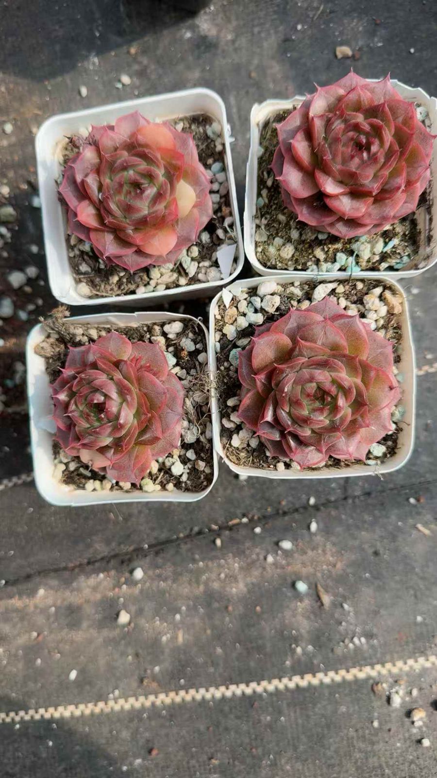 50株×カキリン 多肉植物 エケベリア セダム アエオニウム グラプトペタルム 韓国苗 寄せ植え XQ260