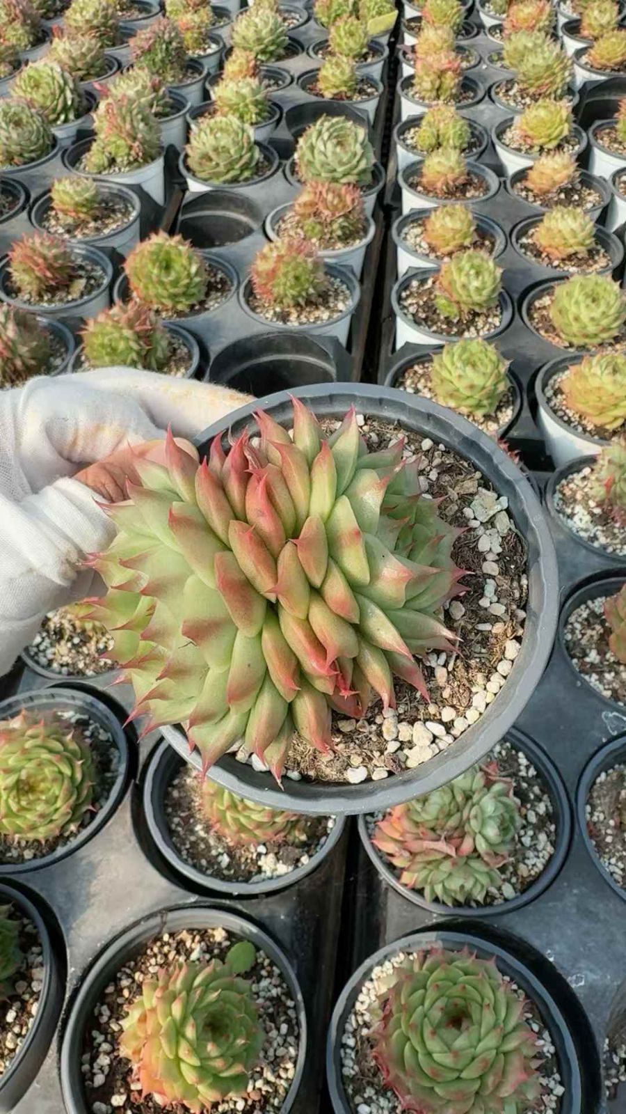 20株×チョイコクジェニー 多肉植物 エケベリア セダム アエオニウム グラプトペタルム 韓国苗 寄せ植え XQ311