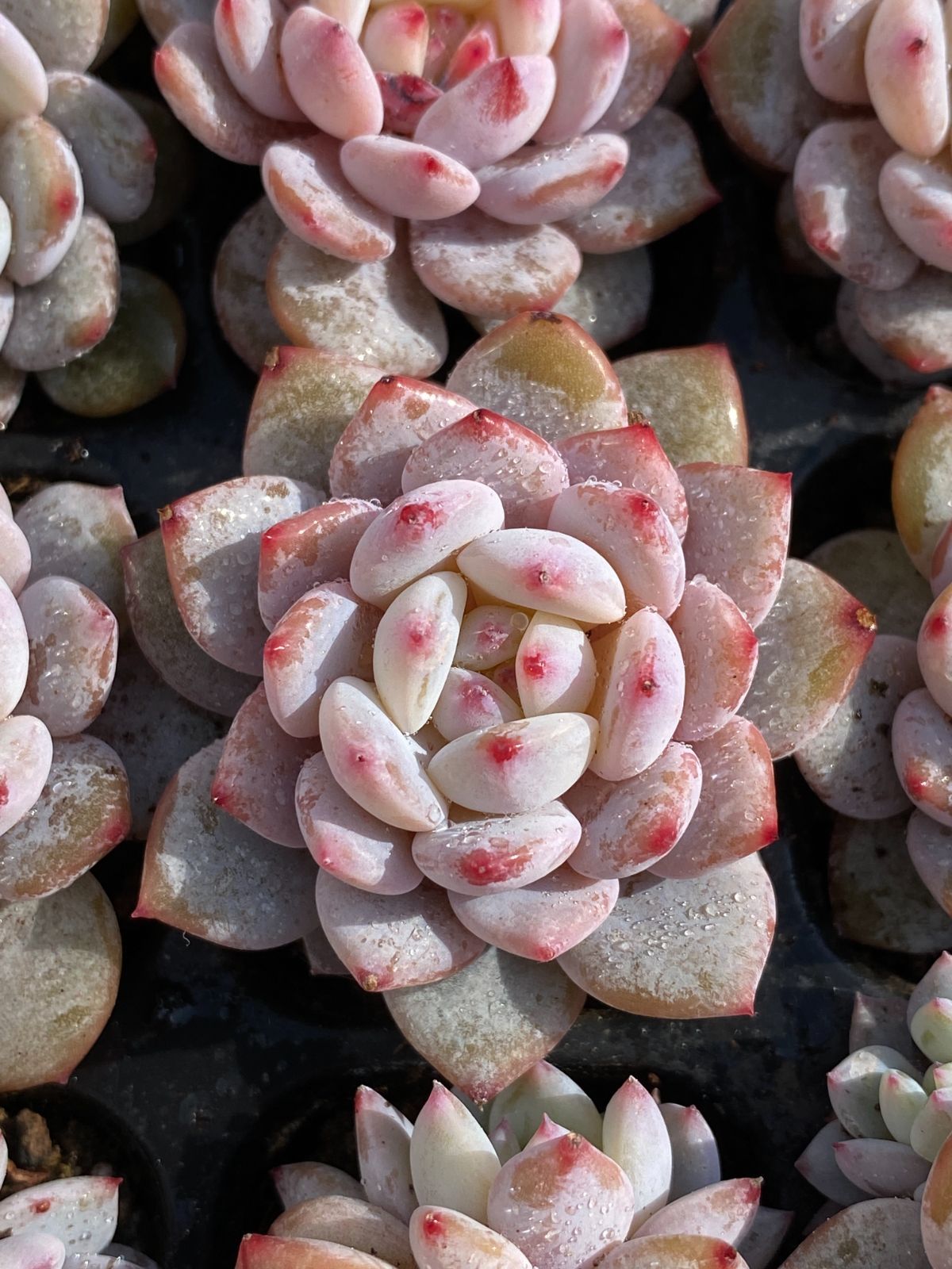105苗×スターオレンジ 多肉植物 エケベリア セダム アエオニウム
