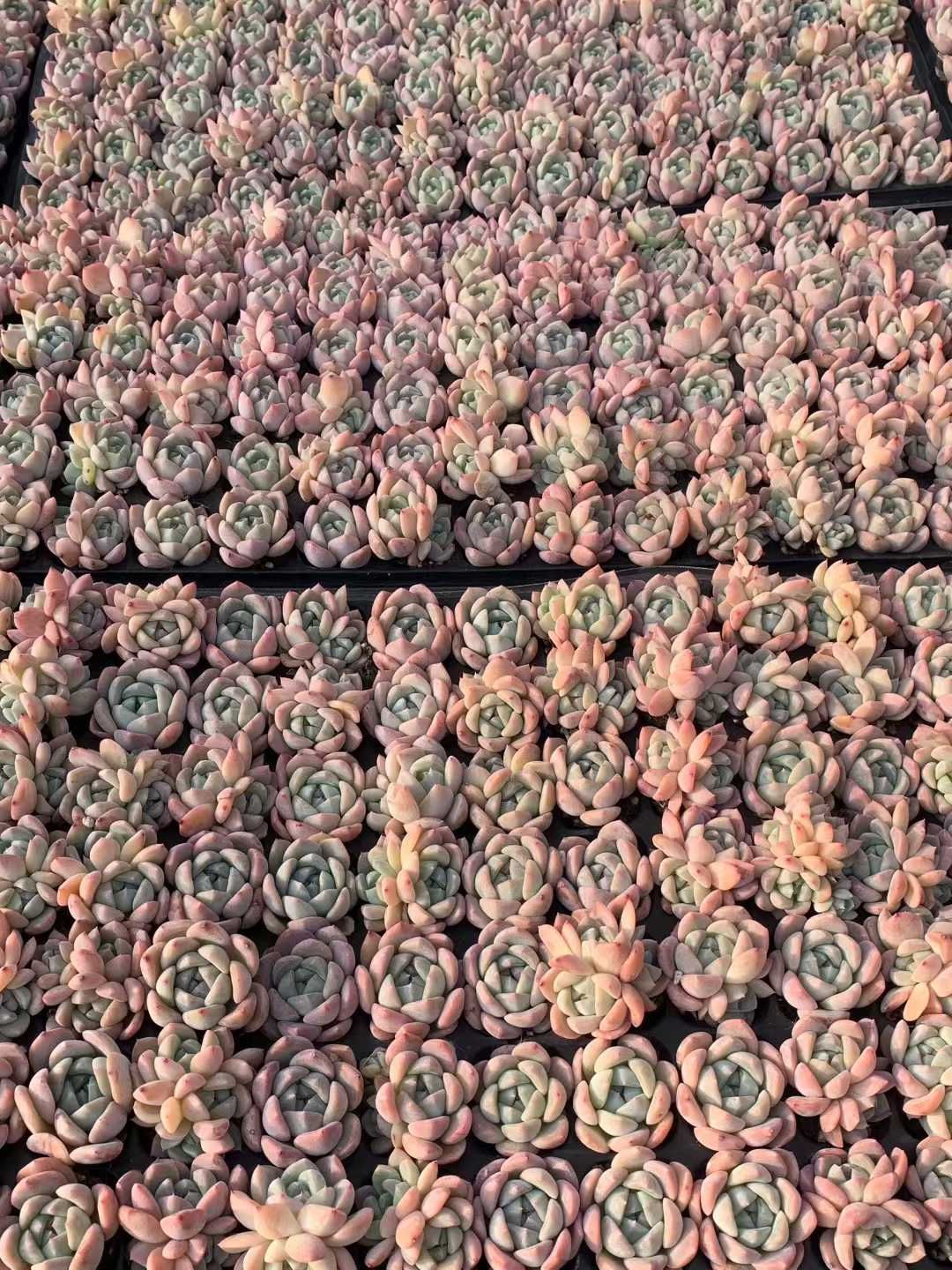 105苗×ホータンギョク 多肉植物 エケベリア セダム アエオニウム