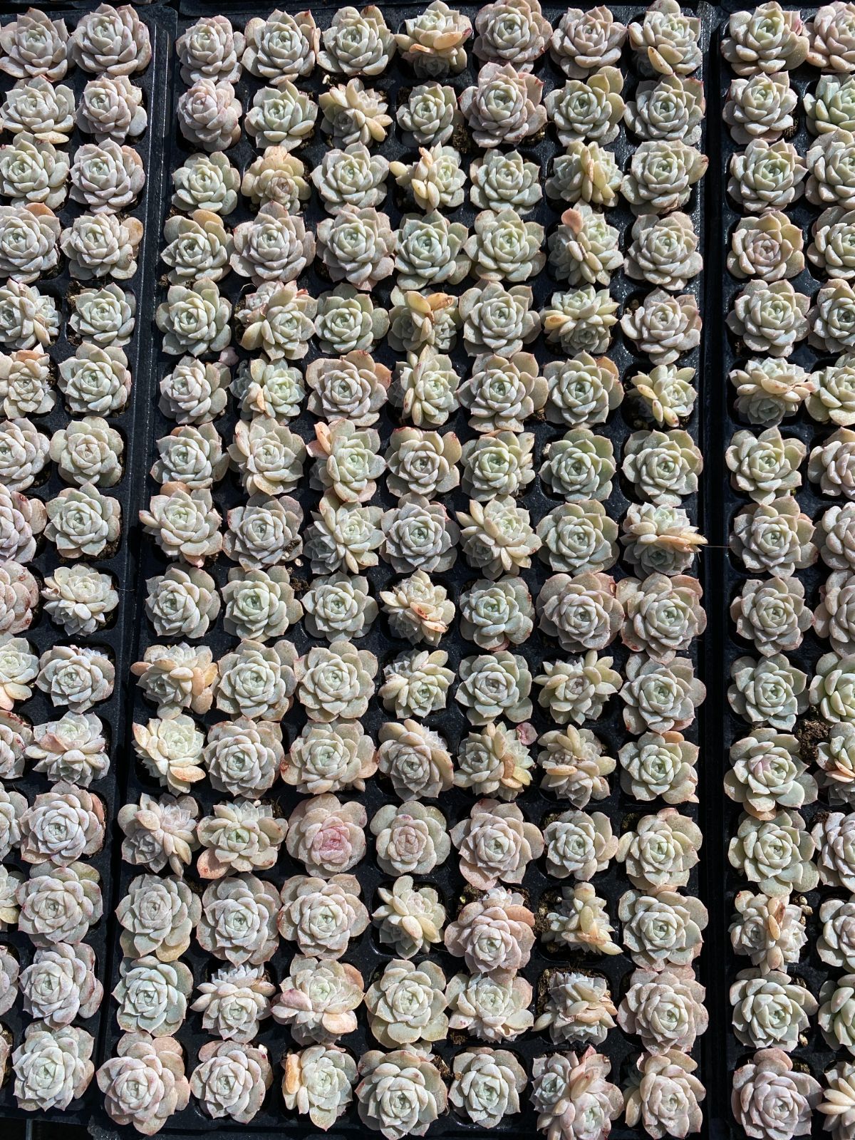 105苗×ヒョウキヒ 多肉植物 エケベリア セダム アエオニウム グラプトペタルム 韓国苗 寄せ植え XQS46