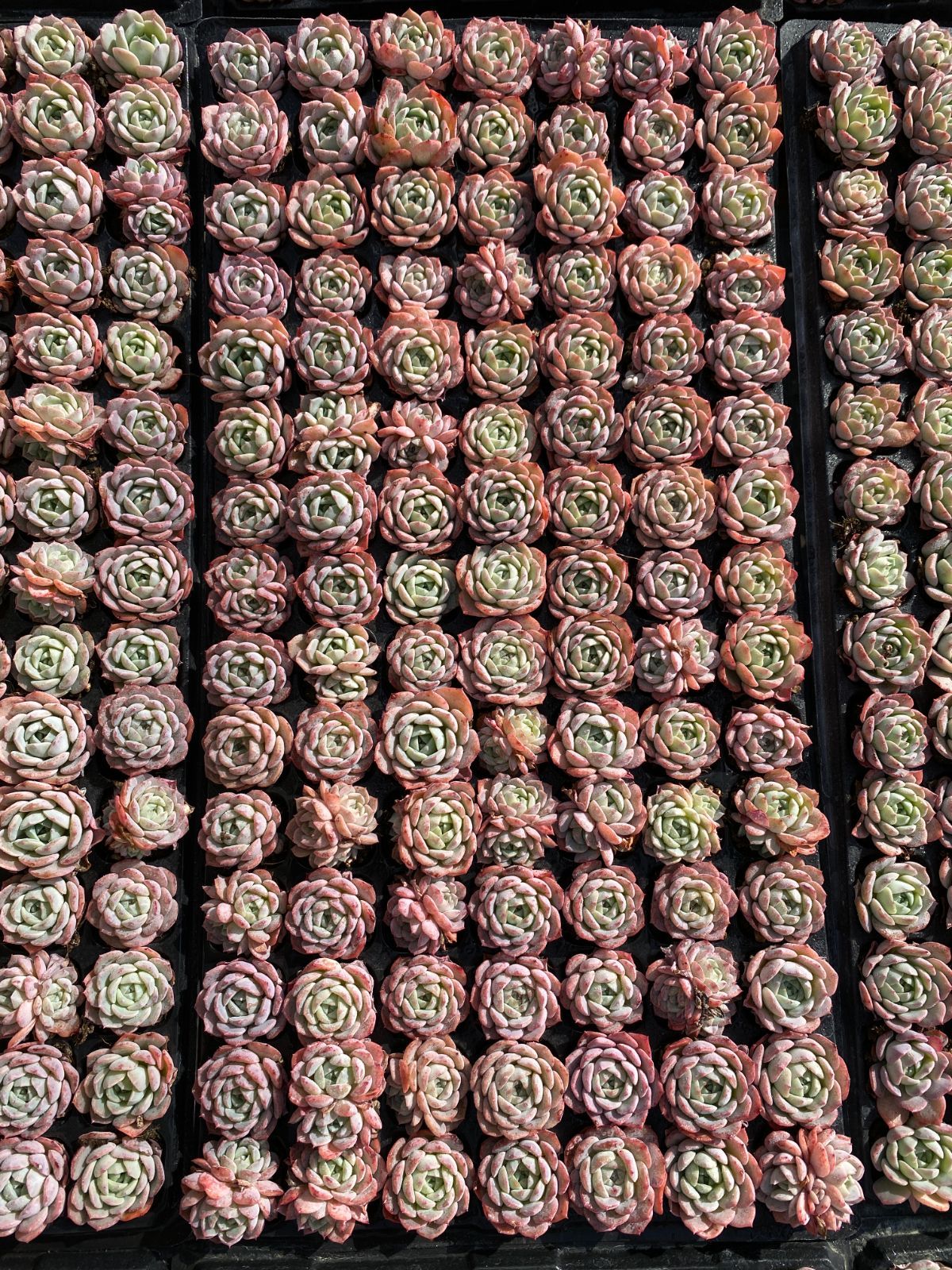 確認専用‼️アエオニウム　コレクション 105苗×バンサ 多肉植物 エケベリア セダム アエオニウム